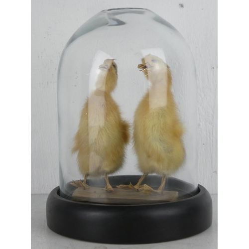 346 - A taxidermy of two chicks under a glass dome.