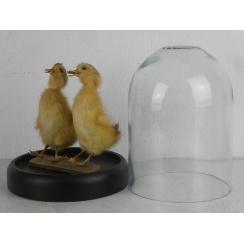 346 - A taxidermy of two chicks under a glass dome.