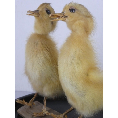 346 - A taxidermy of two chicks under a glass dome.