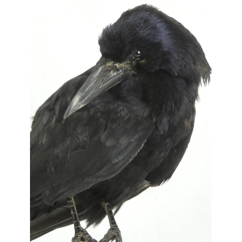 96 - A taxidermy crow on stand.  Measuring approx 34cm in height.