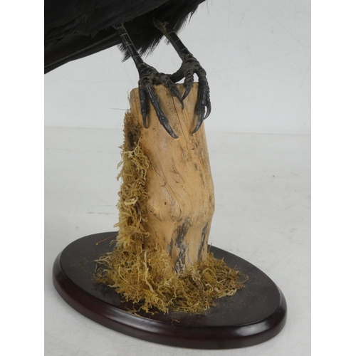 96 - A taxidermy crow on stand.  Measuring approx 34cm in height.