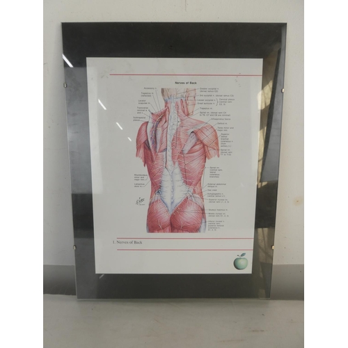 63 - A framed medical poster 'Nerves of Back', measuring including frame 30cm x 40cm.