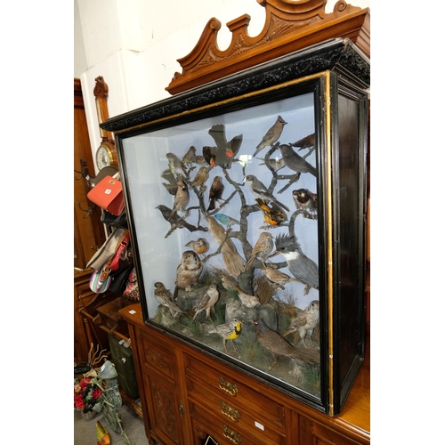 305 - A magnificent antique cased museum collection of 30 taxidermy birds. Measuring 96x96x30cm, to includ... 