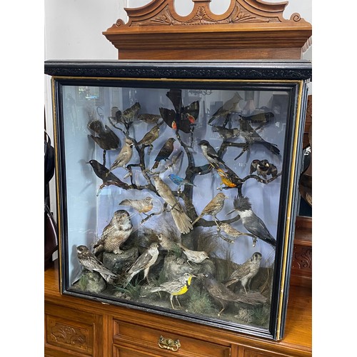 305 - A magnificent antique cased museum collection of 30 taxidermy birds. Measuring 96x96x30cm, to includ... 