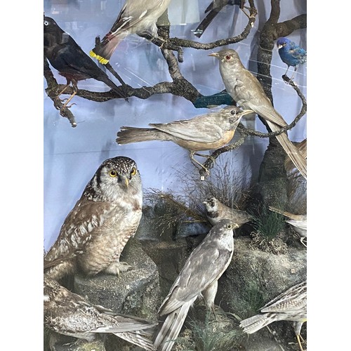 305 - A magnificent antique cased museum collection of 30 taxidermy birds. Measuring 96x96x30cm, to includ... 