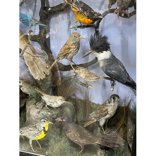 305 - A magnificent antique cased museum collection of 30 taxidermy birds. Measuring 96x96x30cm, to includ... 