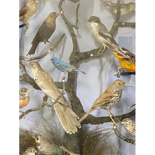 305 - A magnificent antique cased museum collection of 30 taxidermy birds. Measuring 96x96x30cm, to includ... 