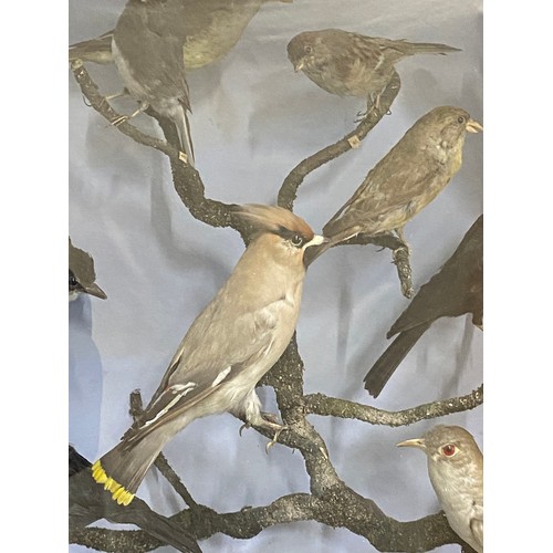 305 - A magnificent antique cased museum collection of 30 taxidermy birds. Measuring 96x96x30cm, to includ... 