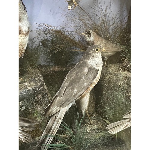 305 - A magnificent antique cased museum collection of 30 taxidermy birds. Measuring 96x96x30cm, to includ... 