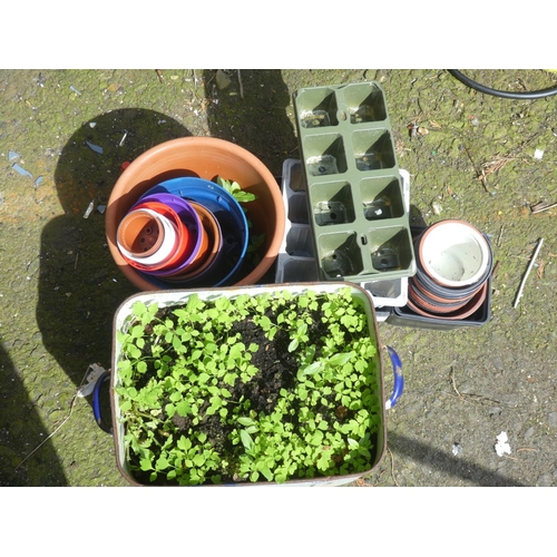 606 - A vintage enamel bread bin used as a planter and other plant pots.