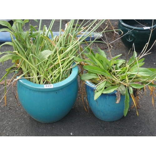 629 - Two glazed plant pots, measuring 10.5