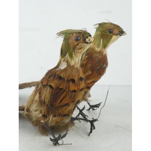 27 - Two vintage feathered birds,