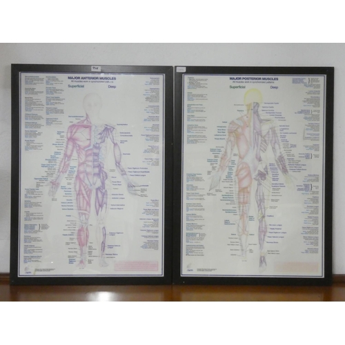 357 - 2 large vintage framed Medical posters, measuring 66cm x 90cm.