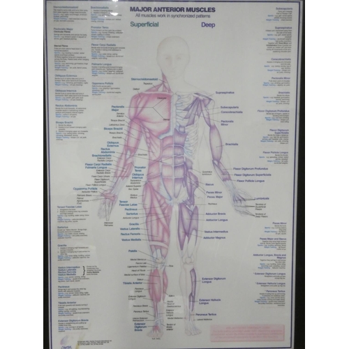 357 - 2 large vintage framed Medical posters, measuring 66cm x 90cm.