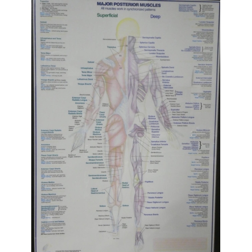 357 - 2 large vintage framed Medical posters, measuring 66cm x 90cm.