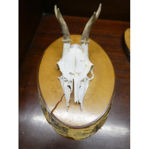 497 - A mounted animal skull/antlers.