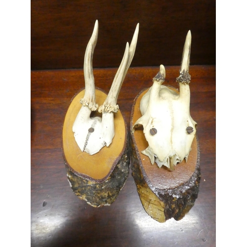 498 - Two mounted animal skull/antlers.