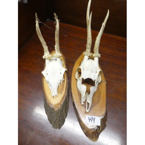 499 - Two mounted animal skull/antlers.