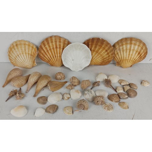 18 - An assortment of sea shells.