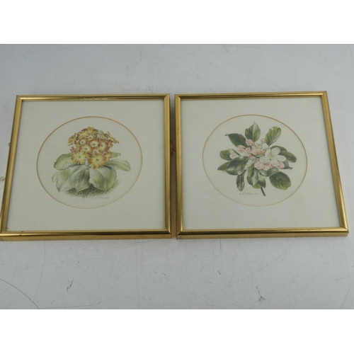 461 - Two vintage framed watercolours 'Apple Blossom' and 'Auricula' signed E A McEwen. 24x24cm.