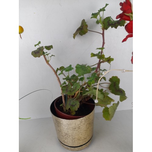 191 - A collection of ceramic potted flower arrangements and more.