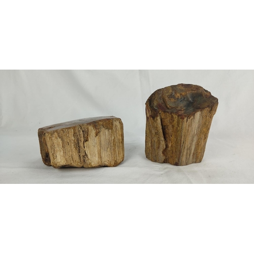 101 - 2 pieces of petrified wood.