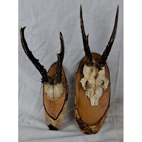 22 - Mounted deer antler trophies on wooden plaques, duo set.