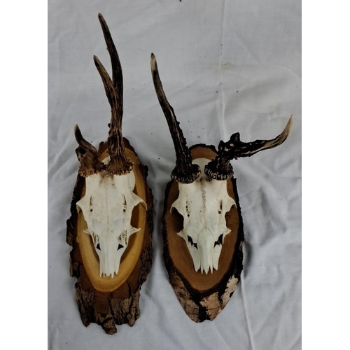 52 - Mounted deer antlers on wooden plaques, set of two.