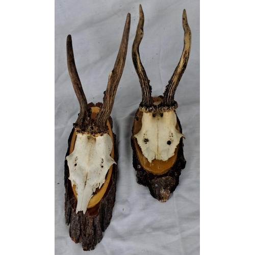 79 - Two mounted deer antler skull plaques with natural wood backing.