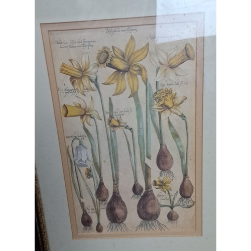 108 - Set of eight framed botanical prints, showcasing detailed illustrations of various flowers and plant... 