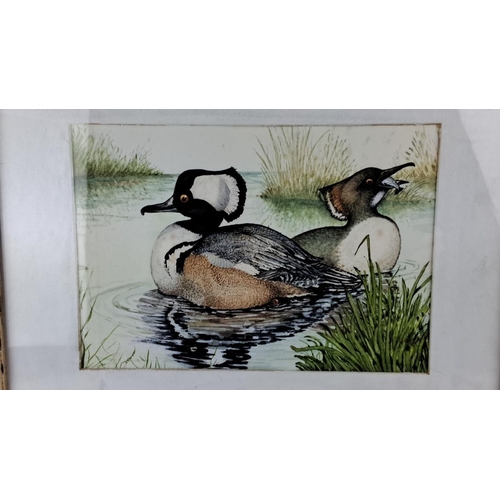 54 - Fine original watercolour 'Crested/Red Breasted Mergansers' signed Goodwin Measuring 40x33cm.