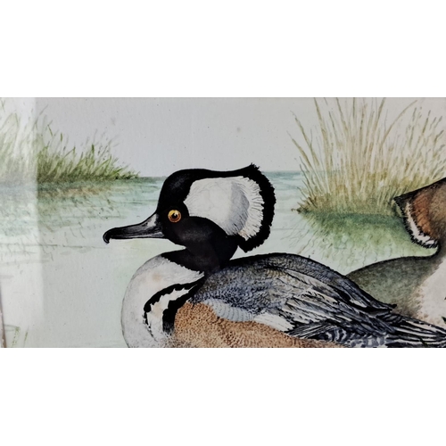 54 - Fine original watercolour 'Crested/Red Breasted Mergansers' signed Goodwin Measuring 40x33cm.