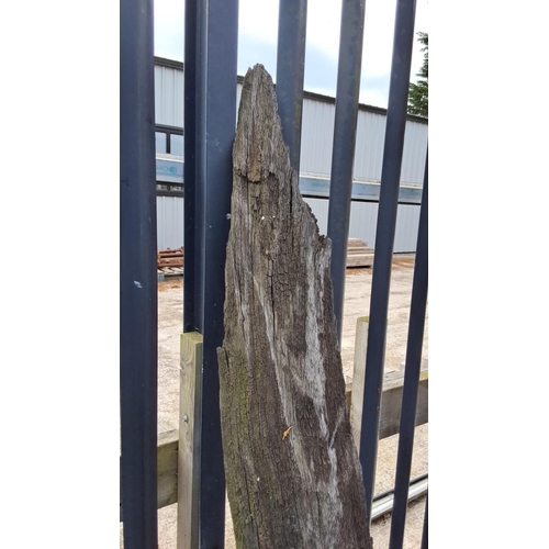 38 - large piece of Irish bog oak.