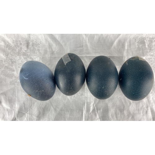 89 - Set of Four Blue ostrich Eggs, showcasing a natural speckled texture and deep blue coloration.