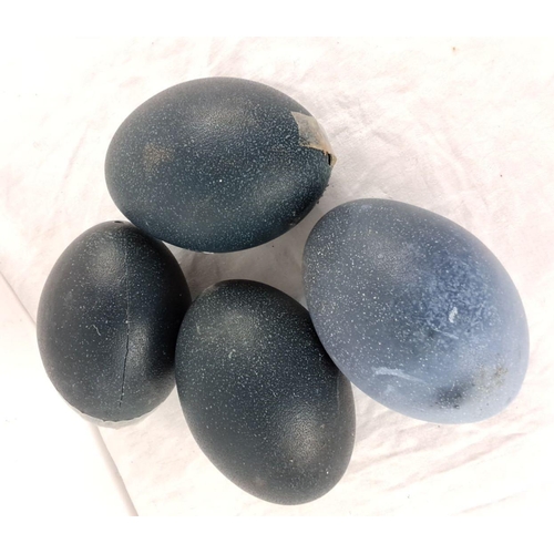 38 - Set of four emu eggs, dark blue-gray with a speckled texture.