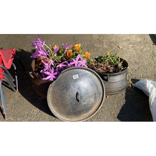 403 - A pair of cast iron pots with handles, each containing assorted vibrant flowering plants in shades o... 