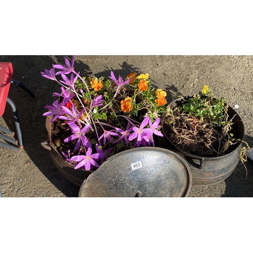 403 - A pair of cast iron pots with handles, each containing assorted vibrant flowering plants in shades o... 