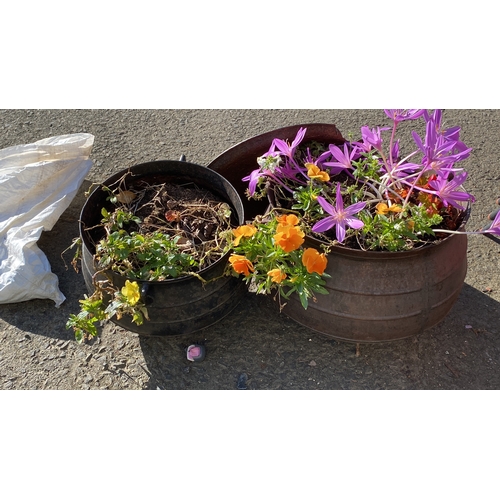 403 - A pair of cast iron pots with handles, each containing assorted vibrant flowering plants in shades o... 