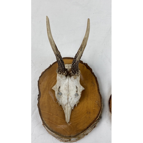 21 - Pair of mounted deer antler trophies on wooden plaques.