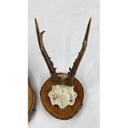 21 - Pair of mounted deer antler trophies on wooden plaques.