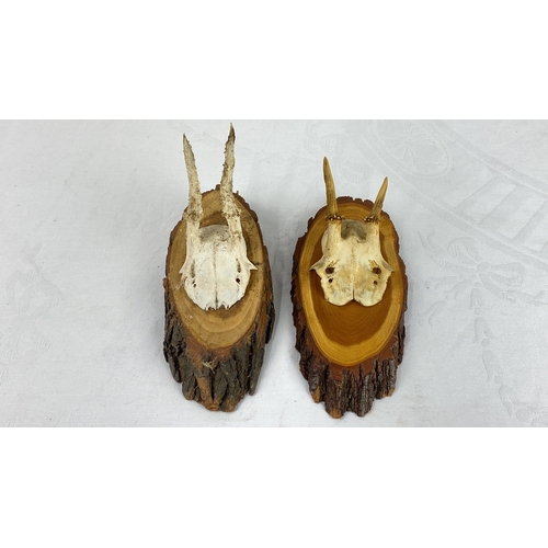 61 - Pair of  Roe Deer antler mounts on rustic wooden plaques, showcasing natural textures and unique ant... 