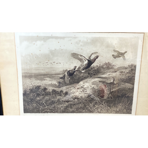 435 - Antique Framed etching print signed by Archibald Thorburn, depicting wildlife scene, titled 'Grouse'... 