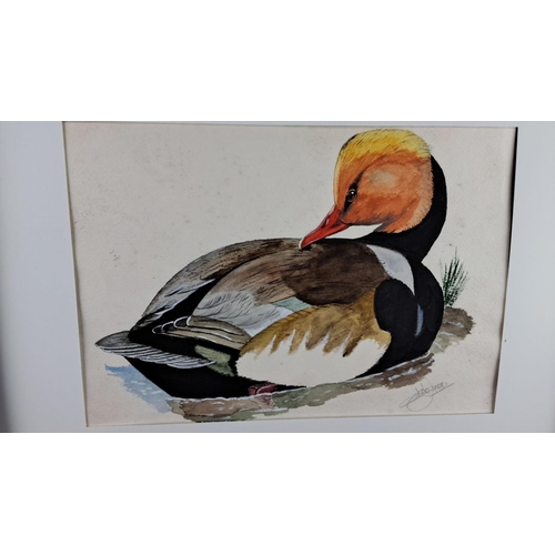 99 - Watercolour painting of a duck, signed by the artist, dated 2021, framed. Signature visible on artwo... 