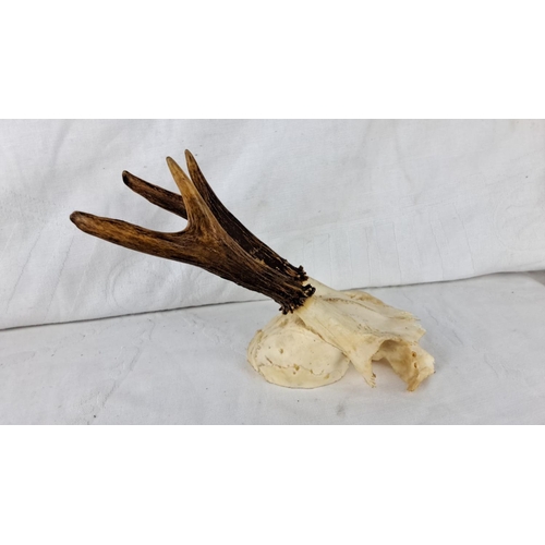 73 - Deer antler mount features natural skull and antler detail.