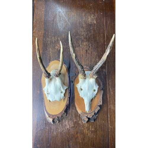 326 - Pair of mounted skulls with antlers on rustic wooden plaques.