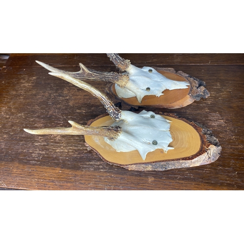 326 - Pair of mounted skulls with antlers on rustic wooden plaques.