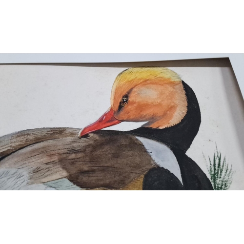 155 - Watercolor painting depicts a resting duck, signed by the artist. It is framed in a black frame with... 