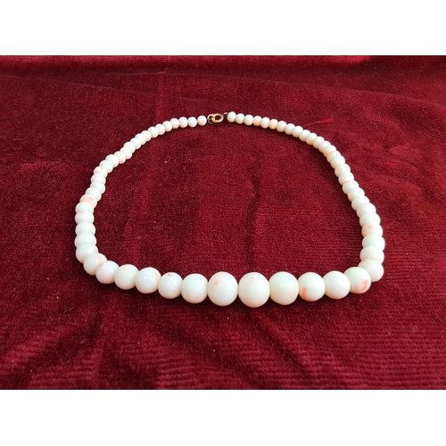 366 - A stunning set of antique graduating pearls.