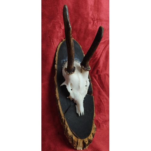 129 - A mounted skull with antlers.