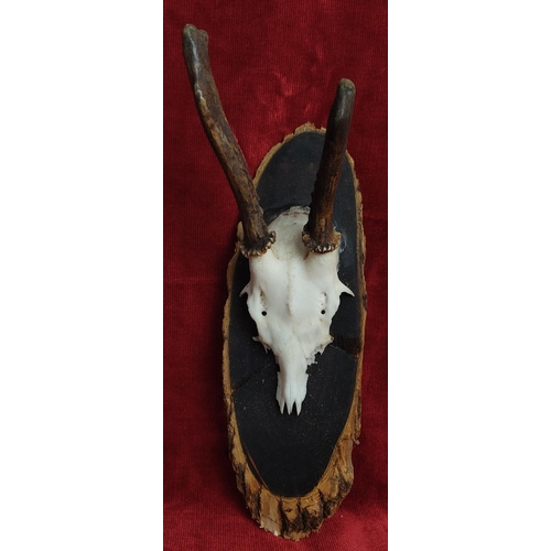 129 - A mounted skull with antlers.